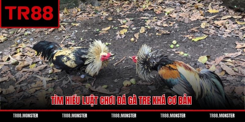 Tìm hiểu luật chơi đá gà tre khá cơ bản